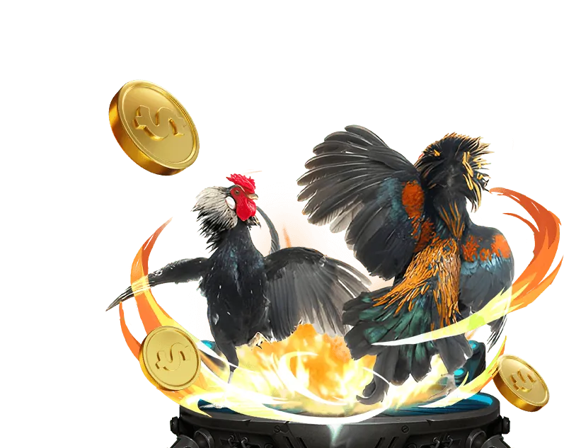 Giao diện cá cược và gà chiến Đông Timor